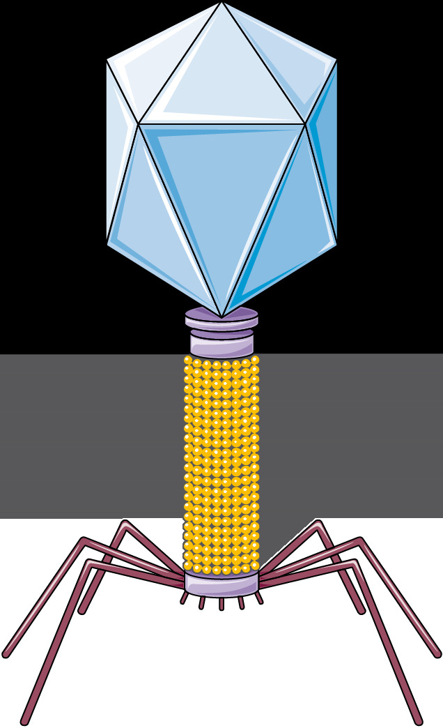 Illustration of a bacteriophage, produced by Servier Laboratories.