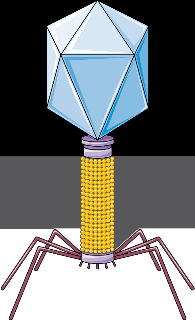 Another Gman virus recreation (more accurate this time) 